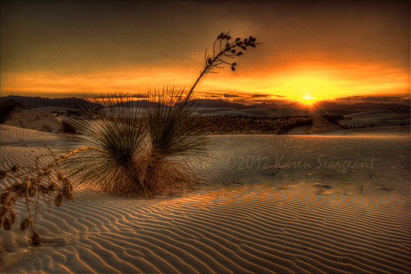 Yucca, Sunset, and Ripples - White Sands National Monument, New Mexico - August 2012. Photo: Karen Seargeant