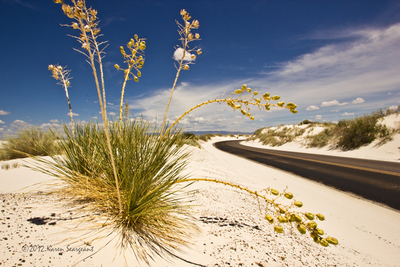 Yucca and Road - White Sands National Monument, New Mexico - August 2012. Photo: Karen Seargeant