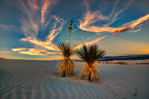 Yucca Under Massive Sky - White Sands National Monument, New Mexico - August 2012. Photo: Karen Seargeant