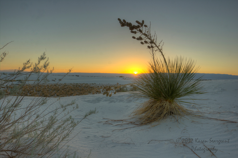 Yucca in the Sands With Sunset - White Sands National Monument, New Mexico - August 2012. Photo: Karen Seargeant