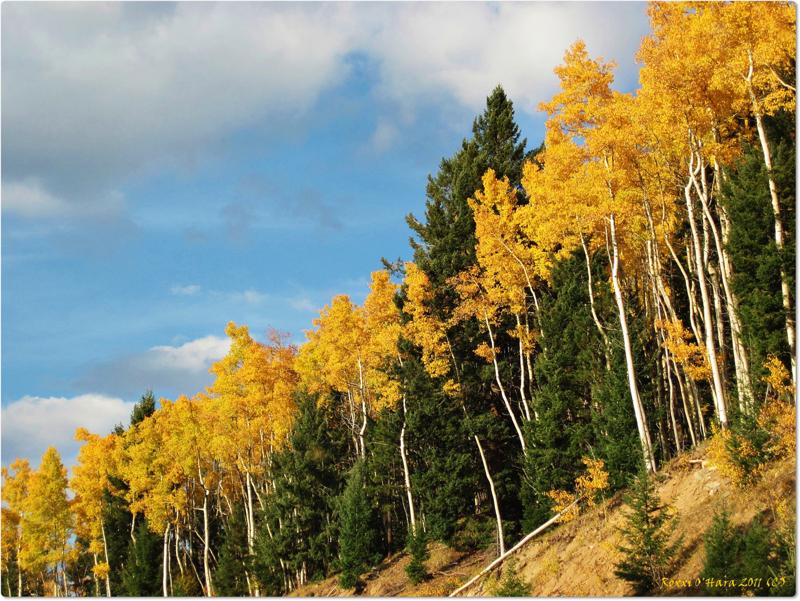 Autumn Aspens, Santa Fe Ski Basin, New Mexico - Photographer: Roxxi O'Hara