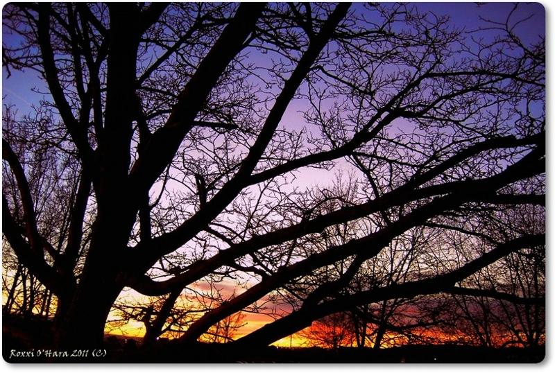 Backyard Sunset, New Mexico - Photographer: Roxxi O'Hara
