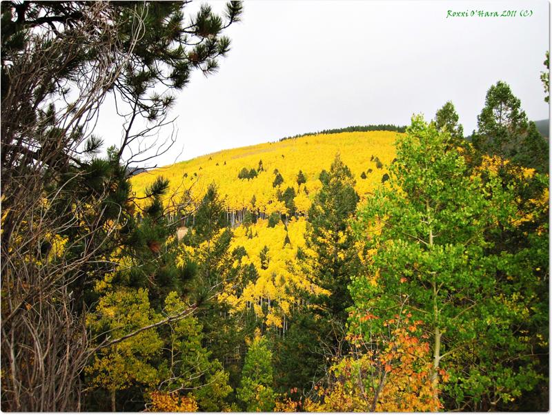 Golden Aspens, Santa Fe Ski Basin, New Mexico - Photographer: Roxxi O'Hara