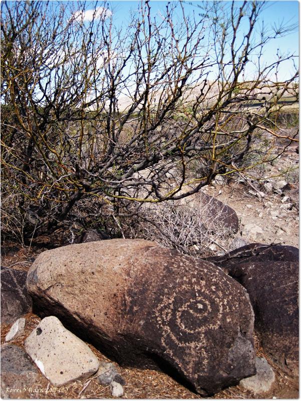 Punk Rock, 3 Rivers Petroglyph Site, New Mexico - Photographer: Roxxi O'Hara