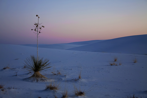 The Dunes and Yucca - White Sands National Monument, New Mexico - Rachel Telles