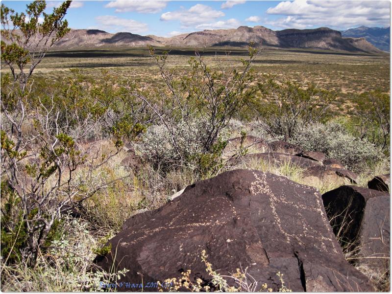 Square Donkey, Three Rivers Petroglyph Site, New Mexico - Photographer: Roxxi O'Hara
