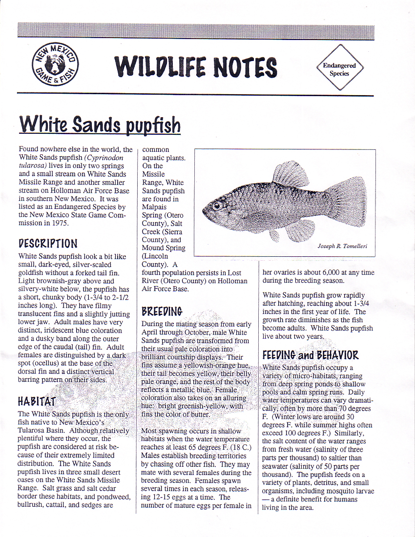 Wildlife Notes - White Sands Pupfish - Endangered Species