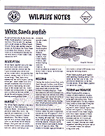 White Sands Pupfish - Wildlife Notes - Page 1