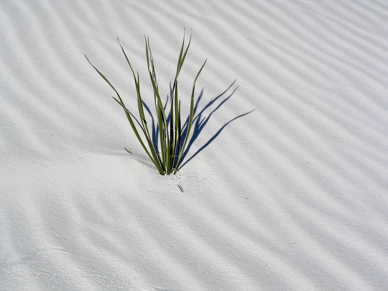 White Sands Vegetation, White Sands NM, Photographer: Rob Roberts