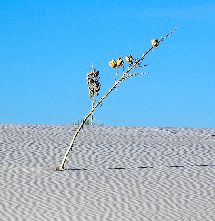 Yucca Buried Alive. White Sands National Monument. Photographer: Robin Roberts