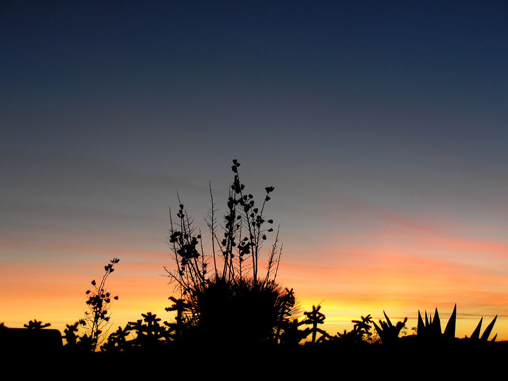 Yucca Sunset