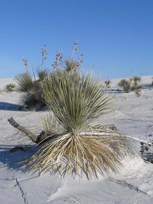 Yucca