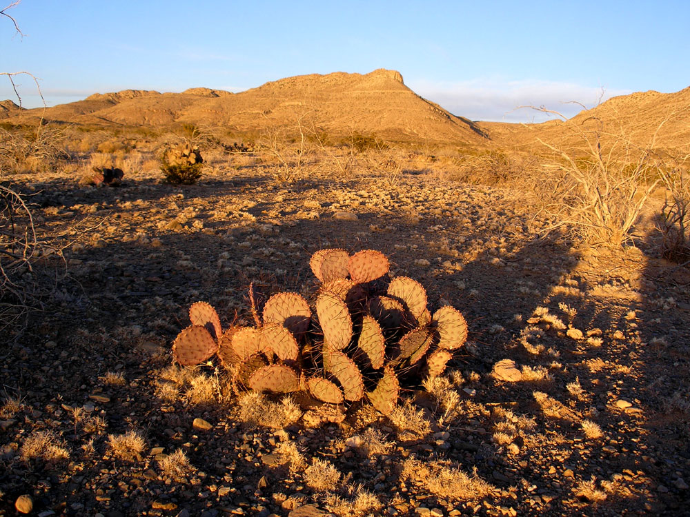 Cactus Long Shadow