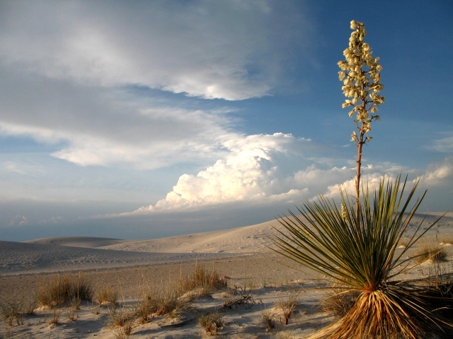 Behold the Sands