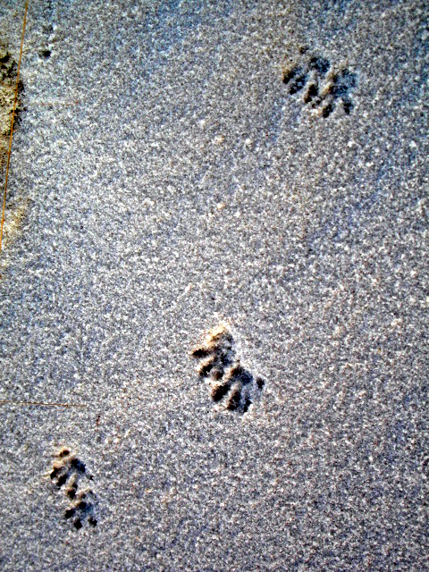 Tracks