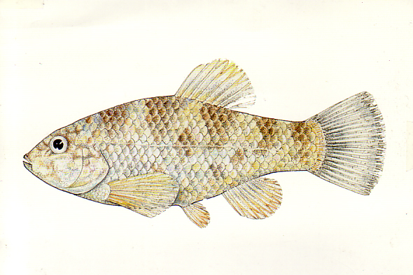 White Sands Pupfish - Drawing