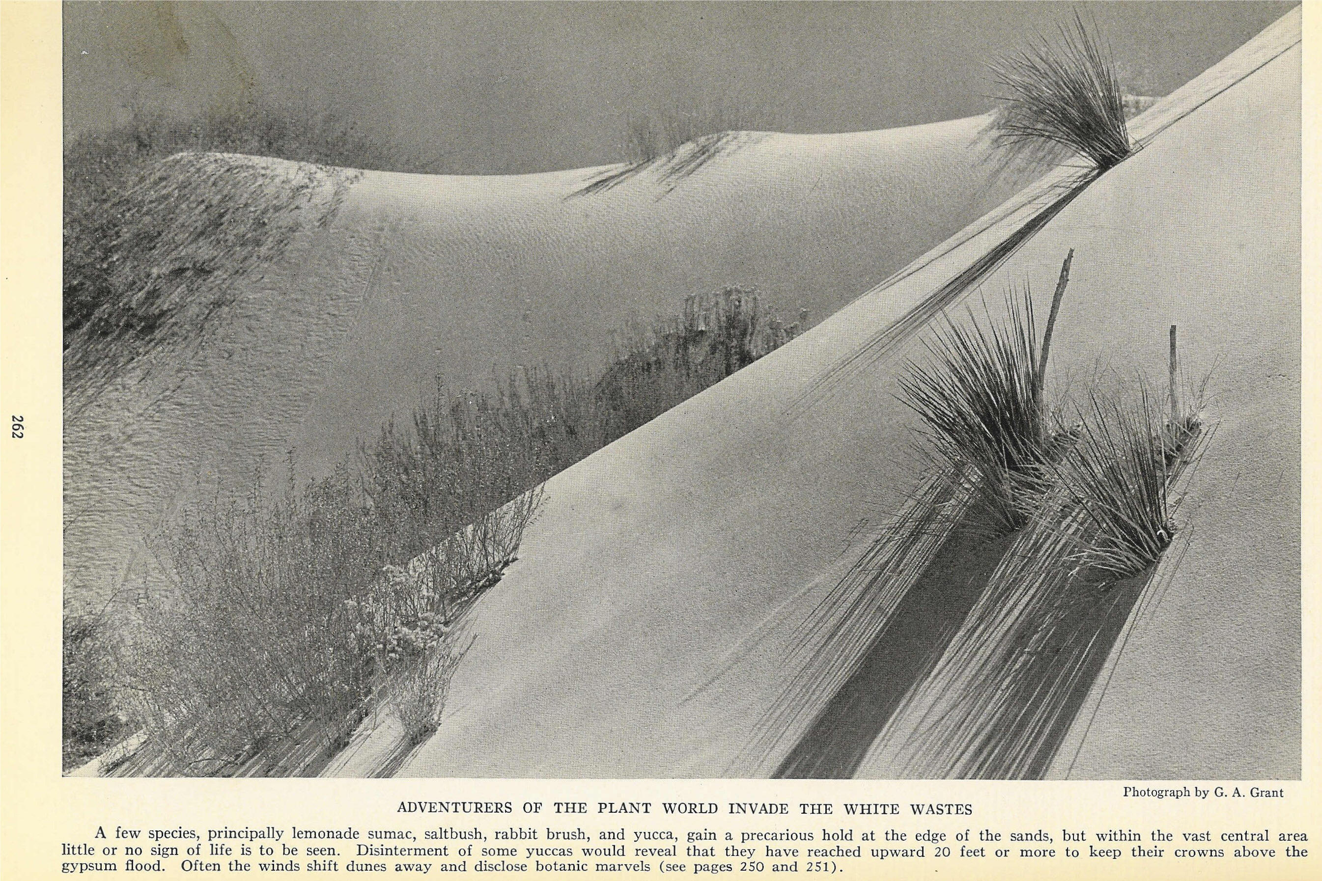 The White Sands of Alamogordo - National Geographic, August 1935